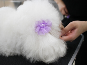 手作りリボンをモデル犬に☆